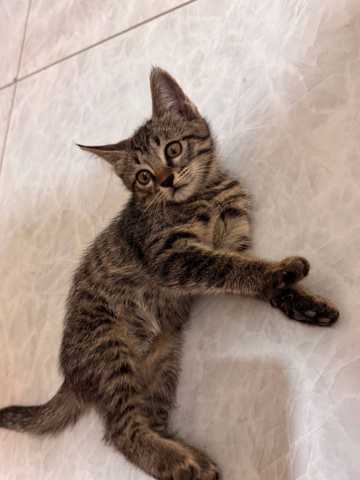 Bepul