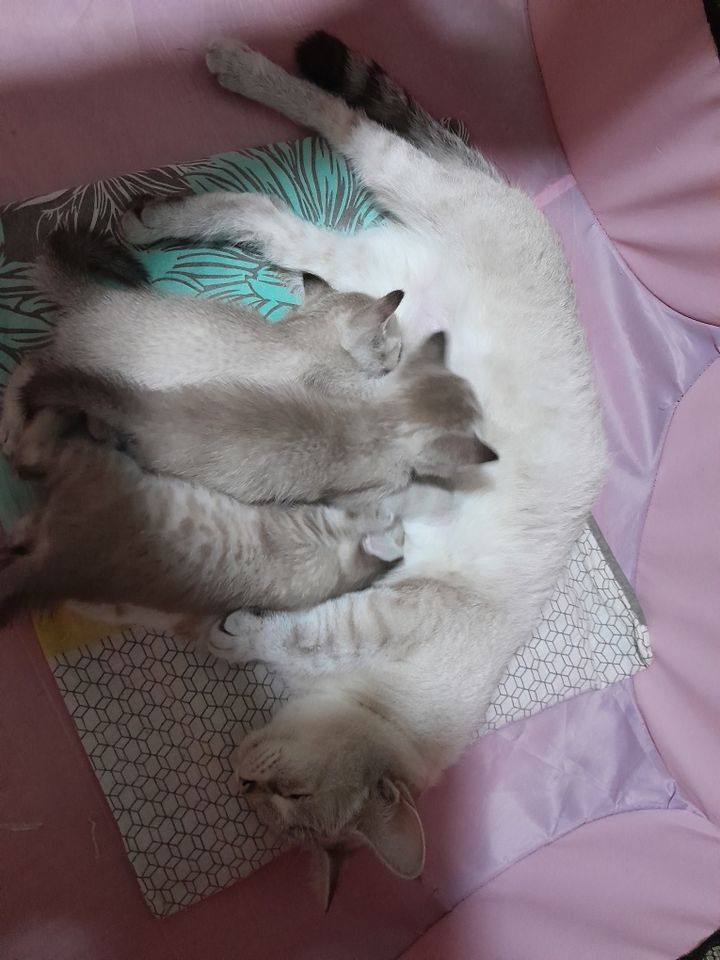 250 000 сум
