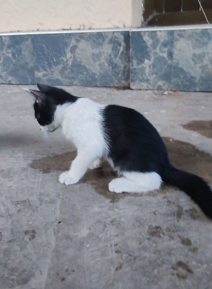 Бесплатно
