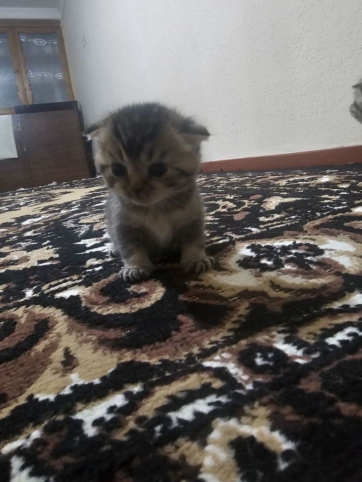 800 000 UZS