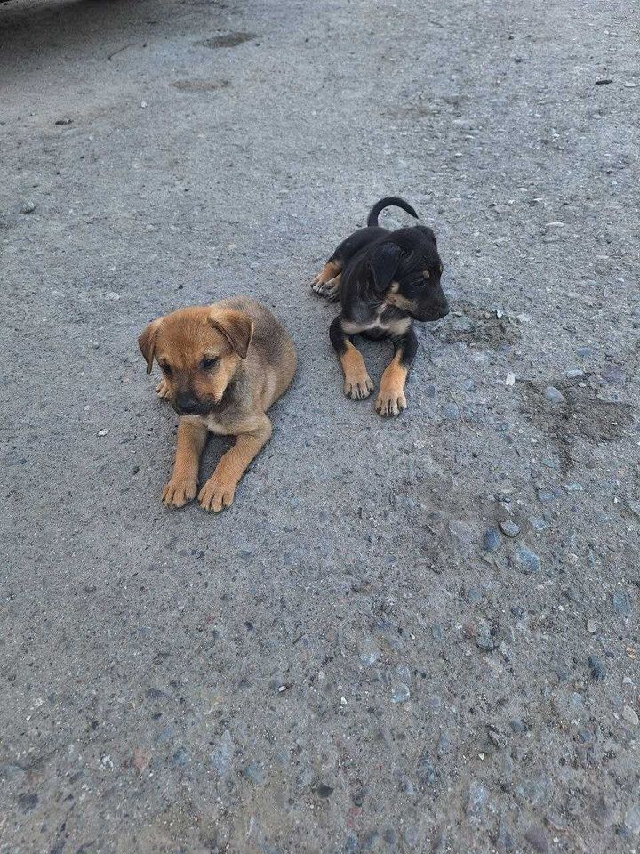 Бесплатно