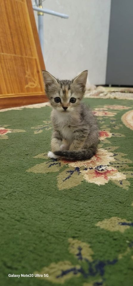 500 000 сум