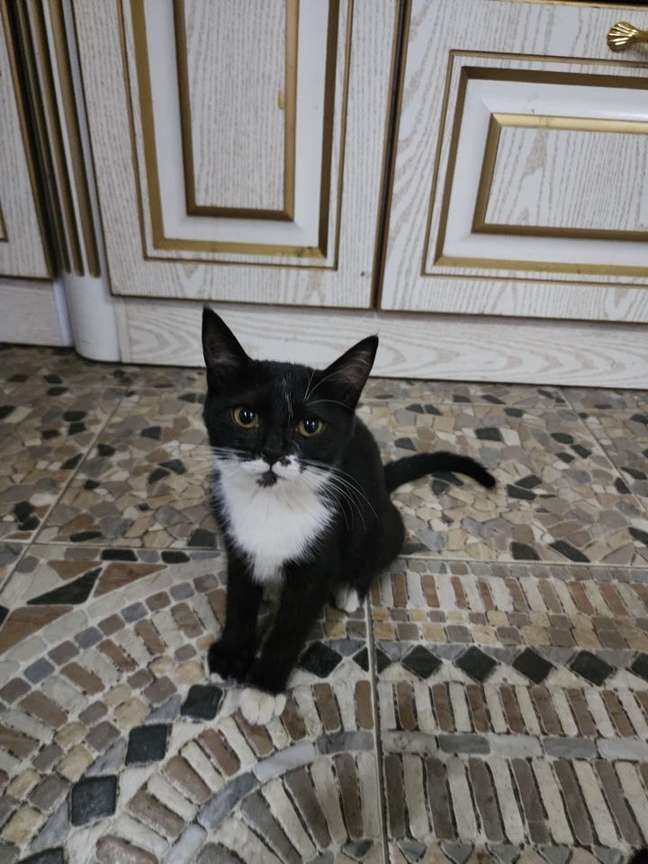 Бесплатно