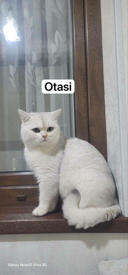 800 000 UZS