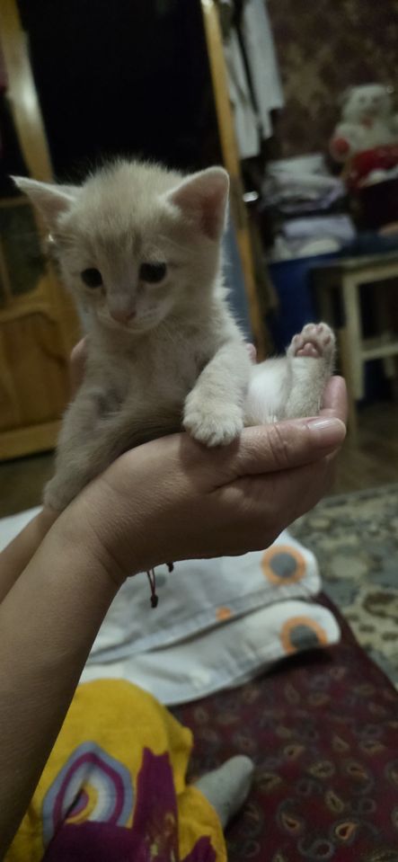 Бесплатно