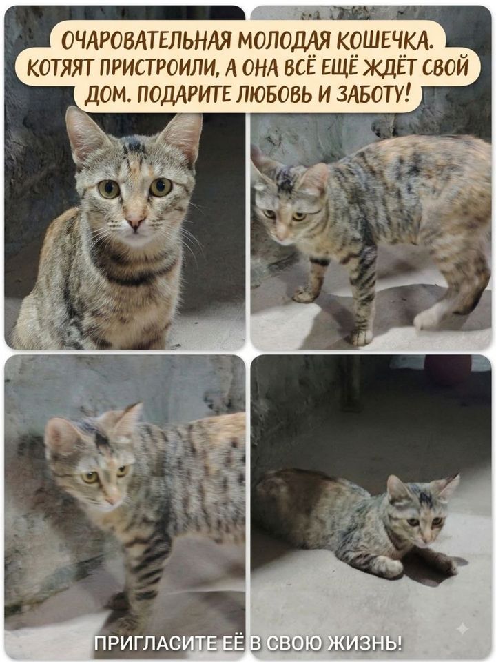 Бесплатно