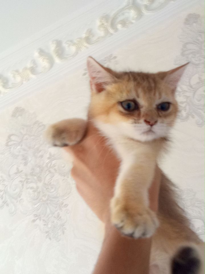550 000 сум