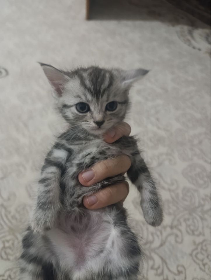 700 000 сум