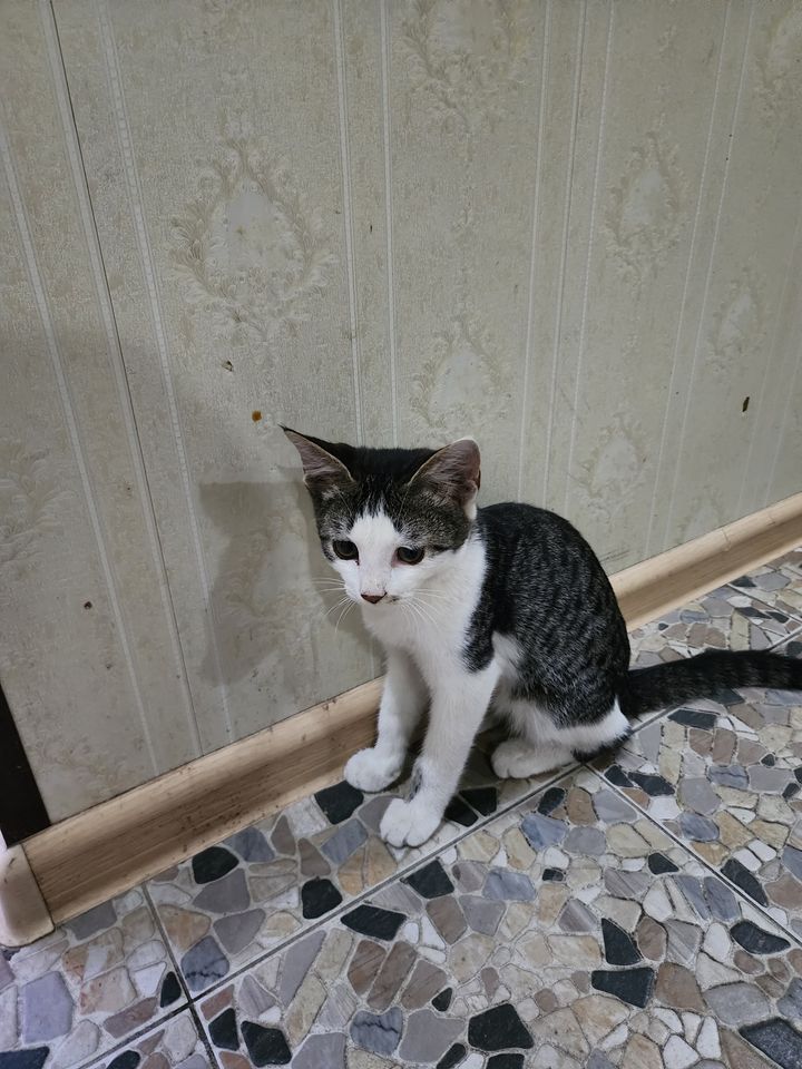Бесплатно