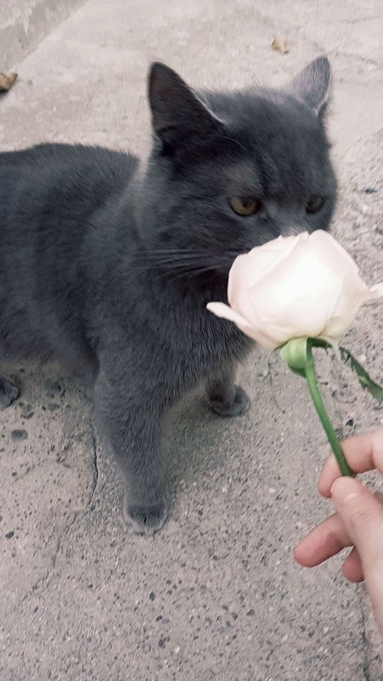 250 000 сум