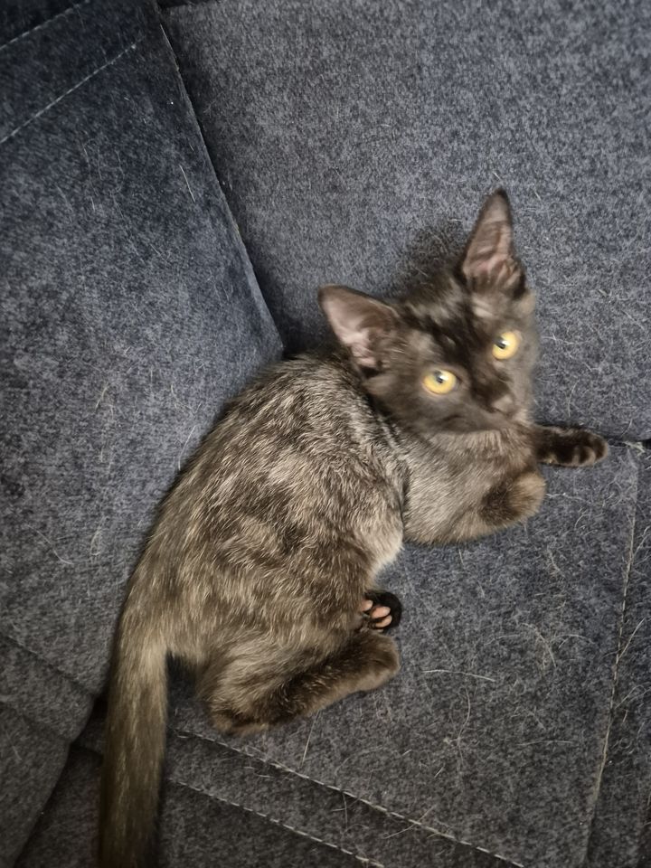 Free