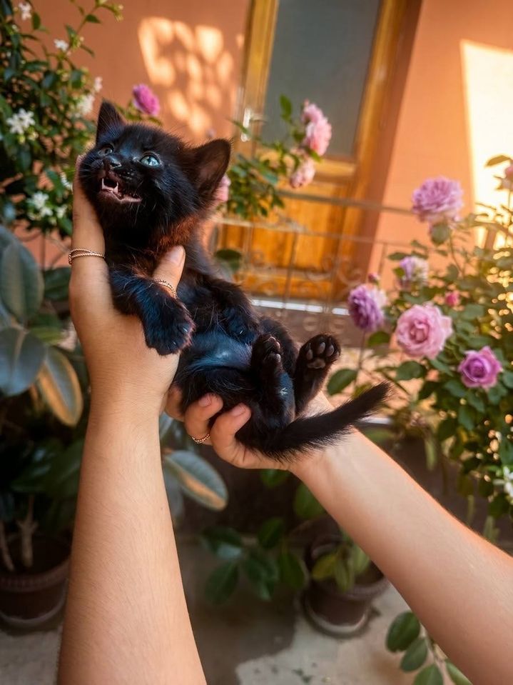 Free