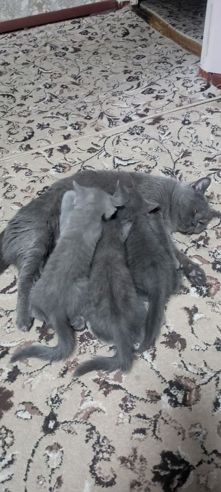 1 000 000 сум