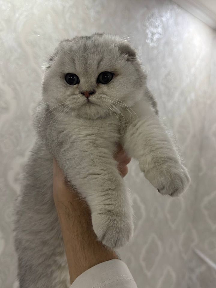 250 USD