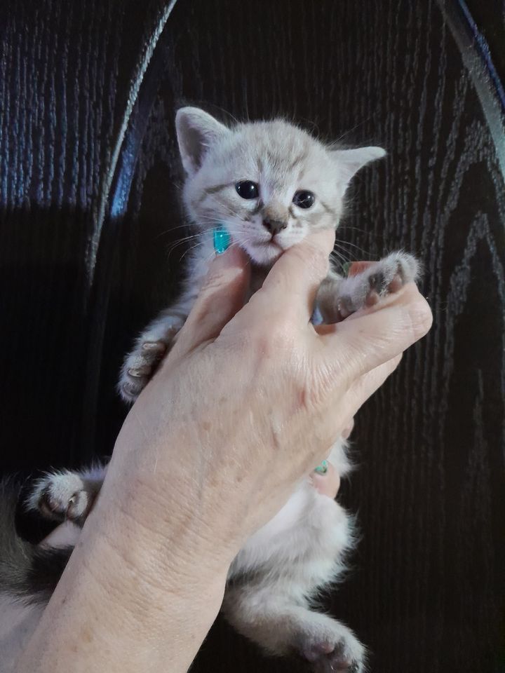 250 000 сум