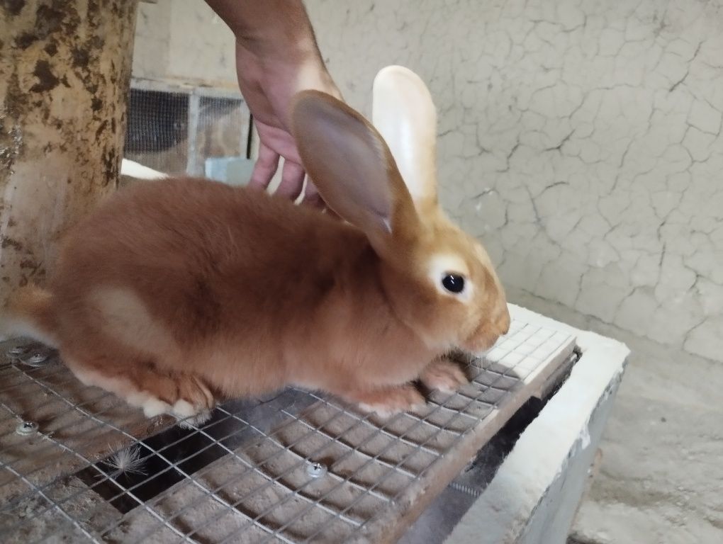 800 000 сум