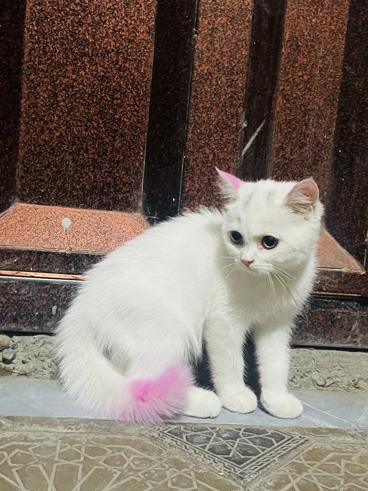 700 000 сум