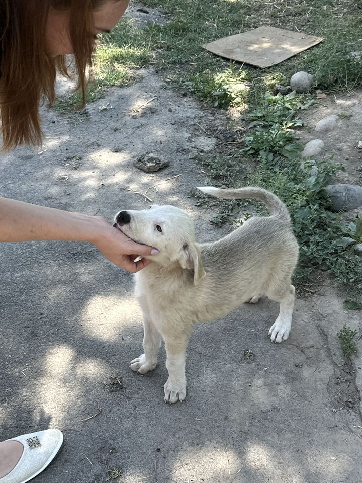 Бесплатно
