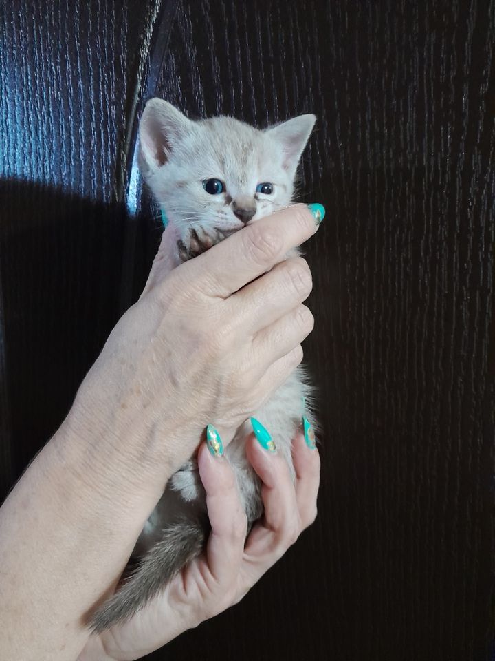 250 000 сум