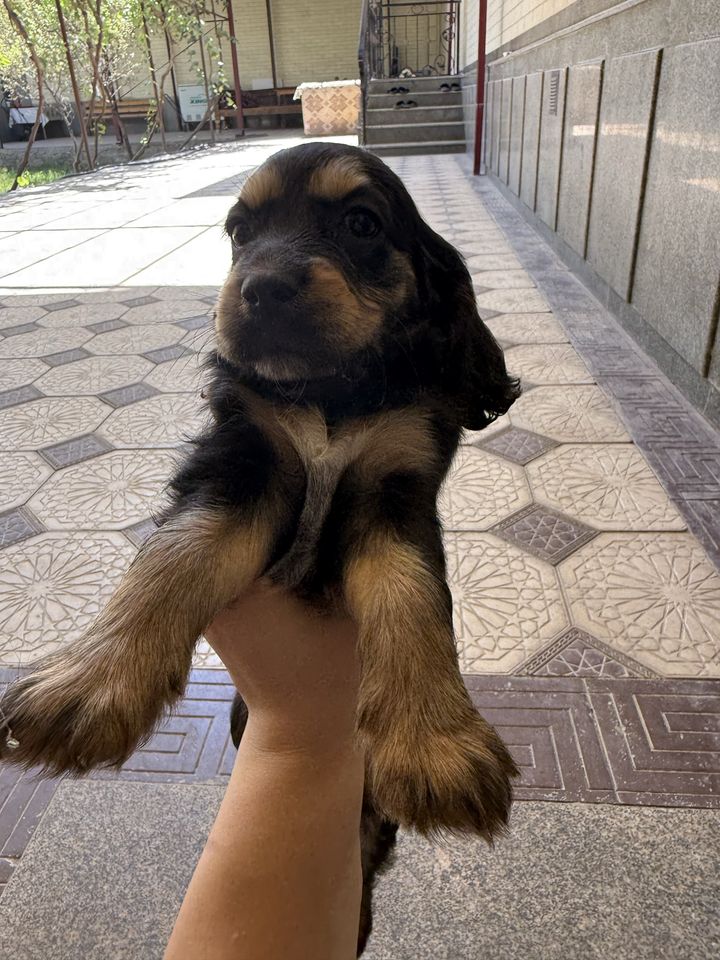 700 000 сум