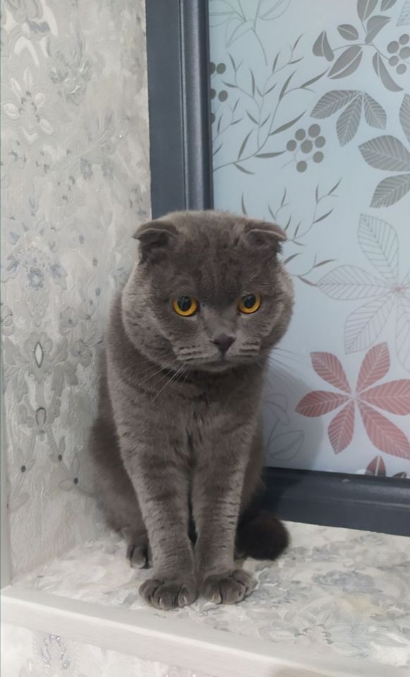550 000 сум