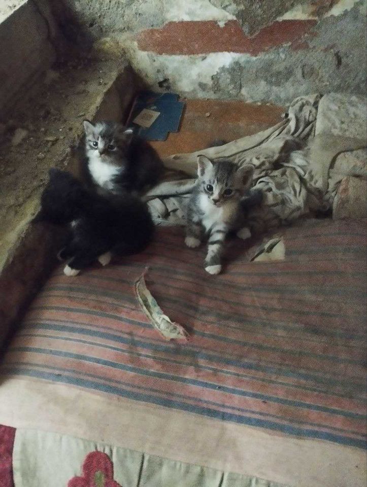 Бесплатно