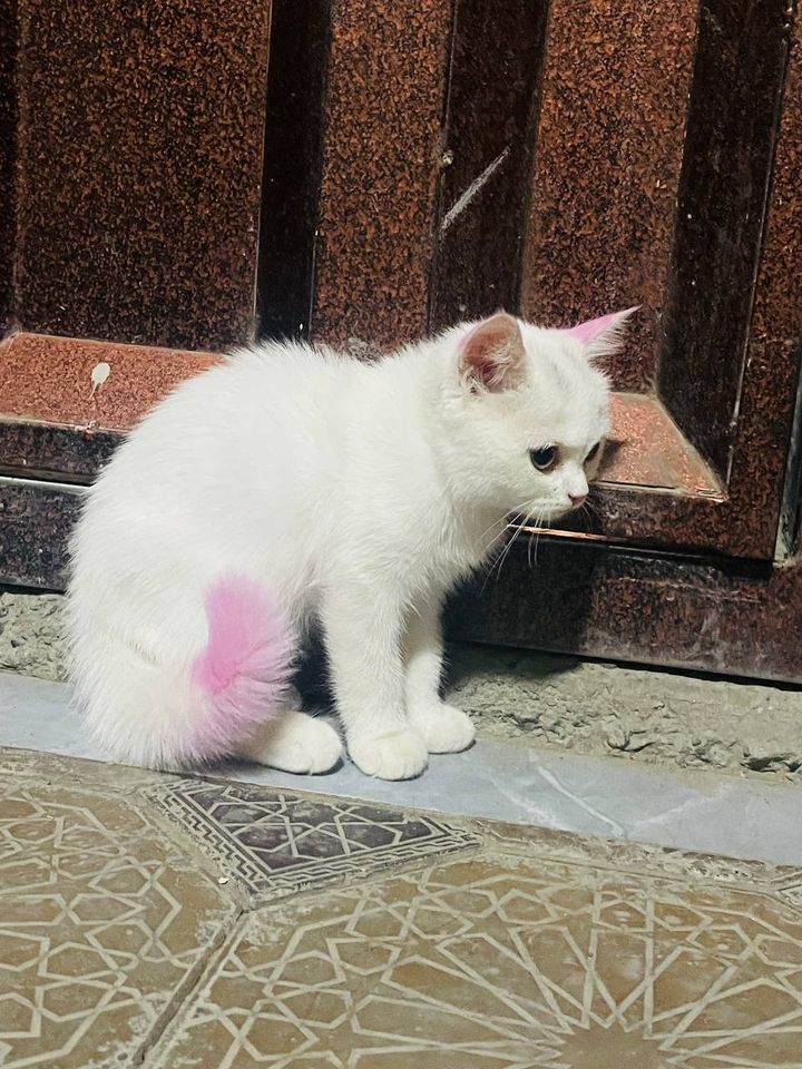 700 000 сум