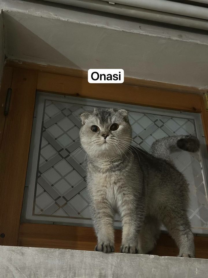 800 000 UZS