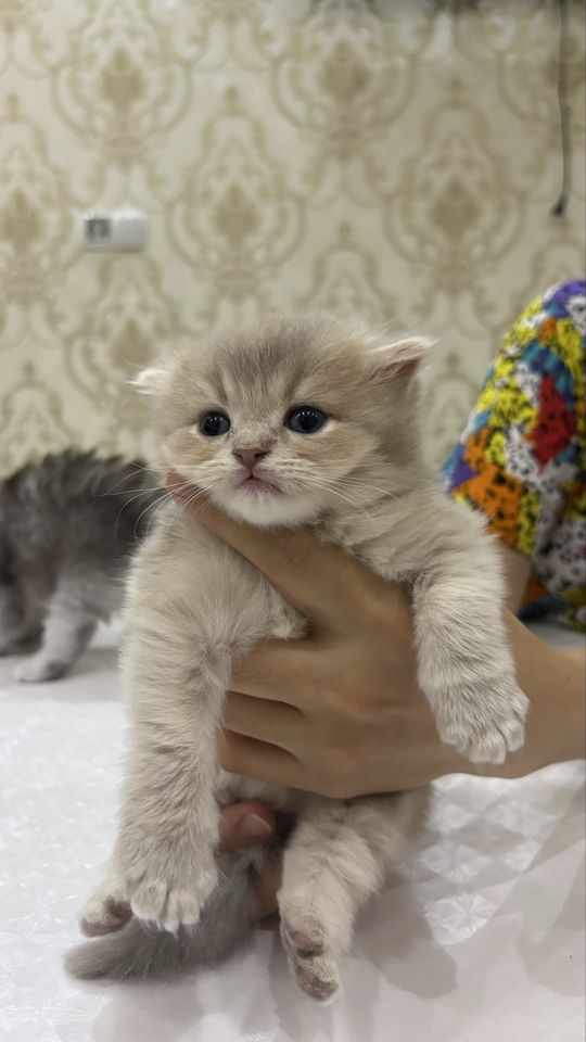 1 800 000 сум