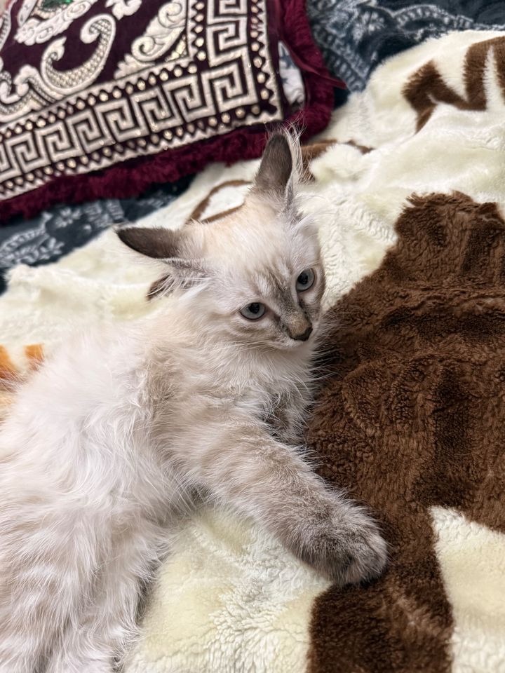800 000 сум