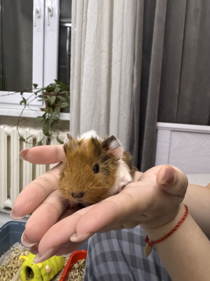 80 000 сум