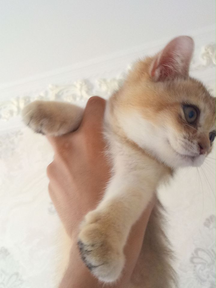 550 000 сум