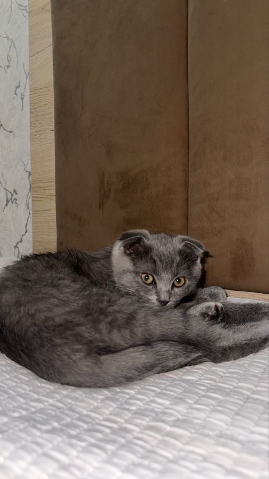 800 000 сум