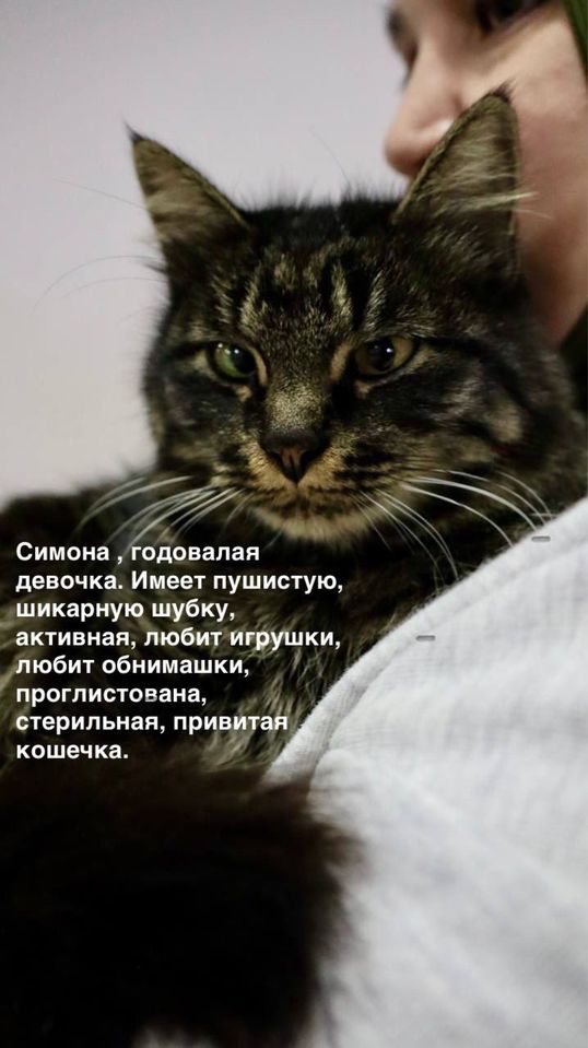 Бесплатно