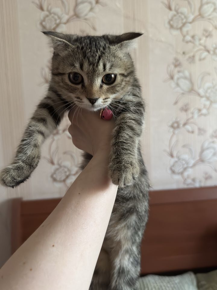 Бесплатно