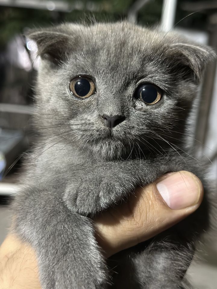 800 000 сум