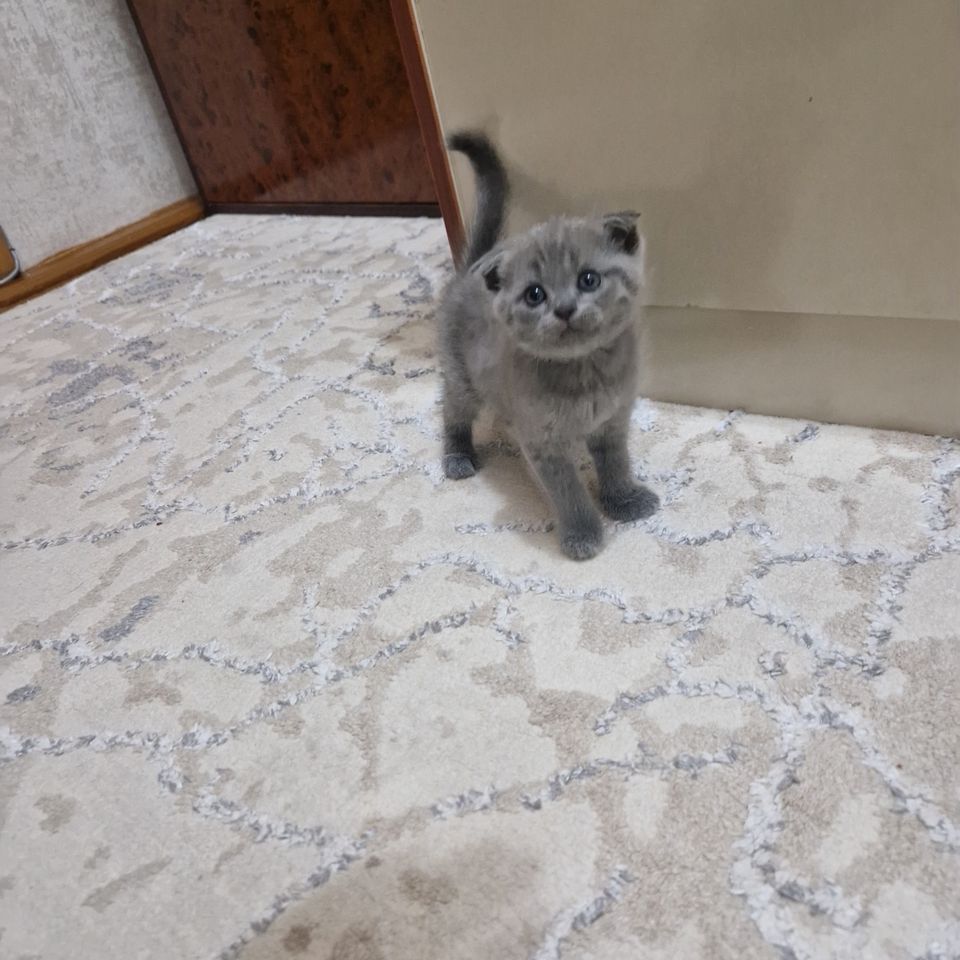 700 000 UZS