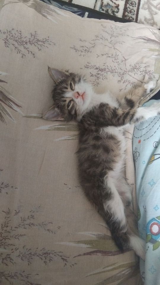 Бесплатно