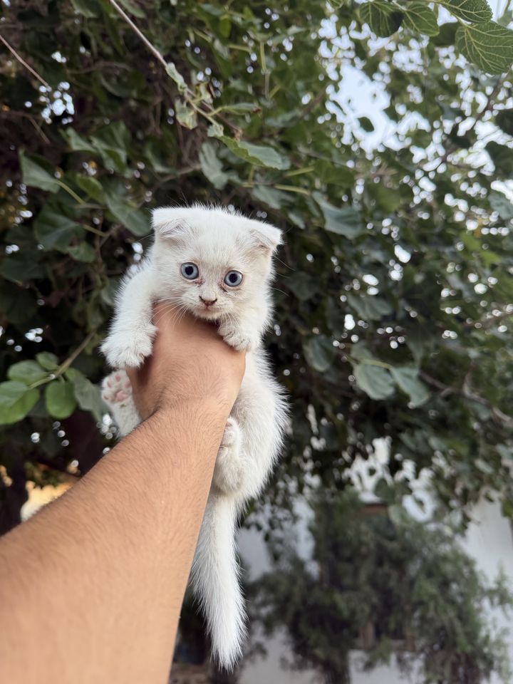 550 000 сум