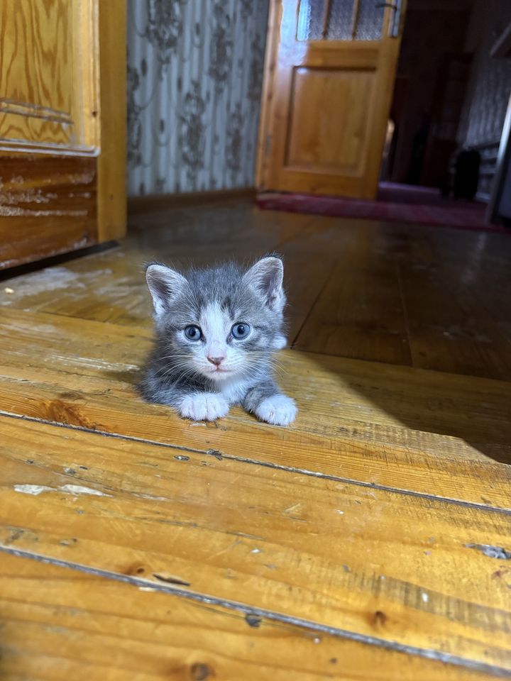 700 000 сум