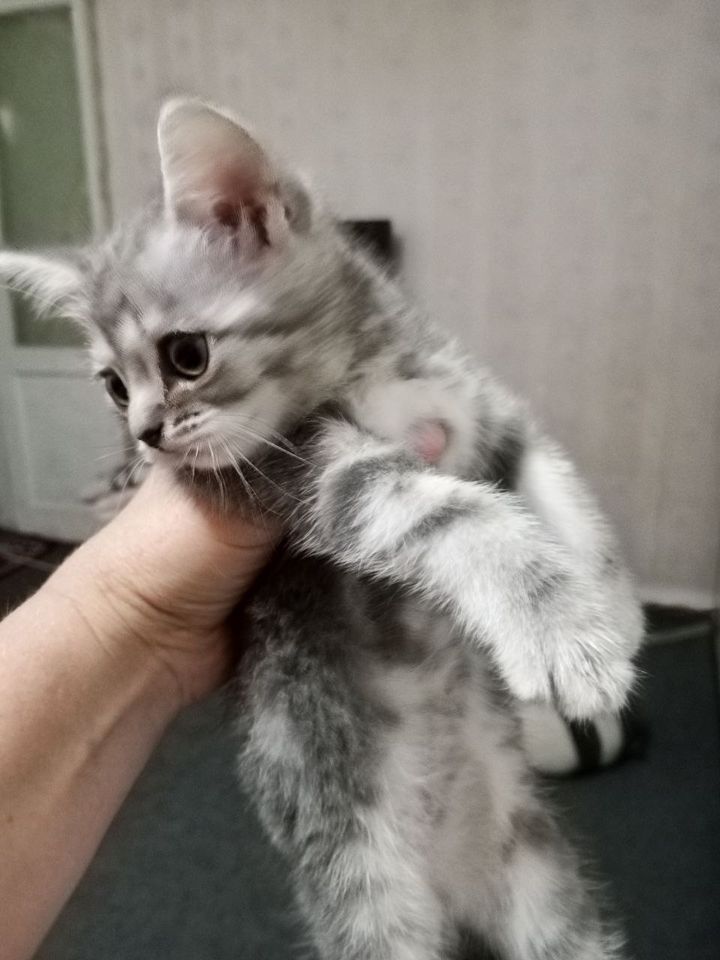 500 000 сум
