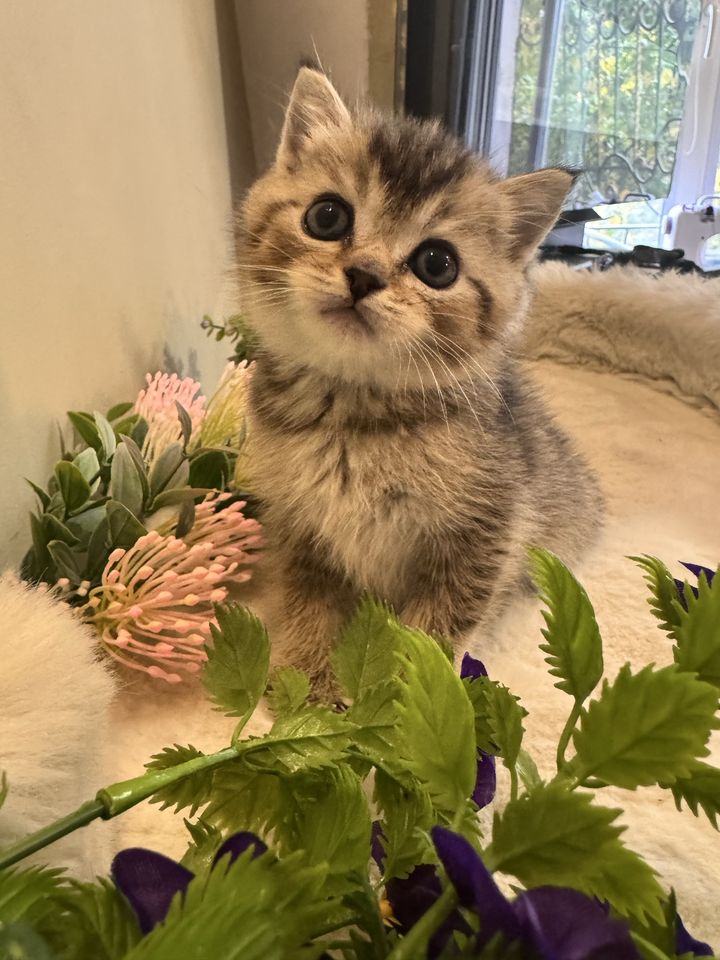2 000 000 сум