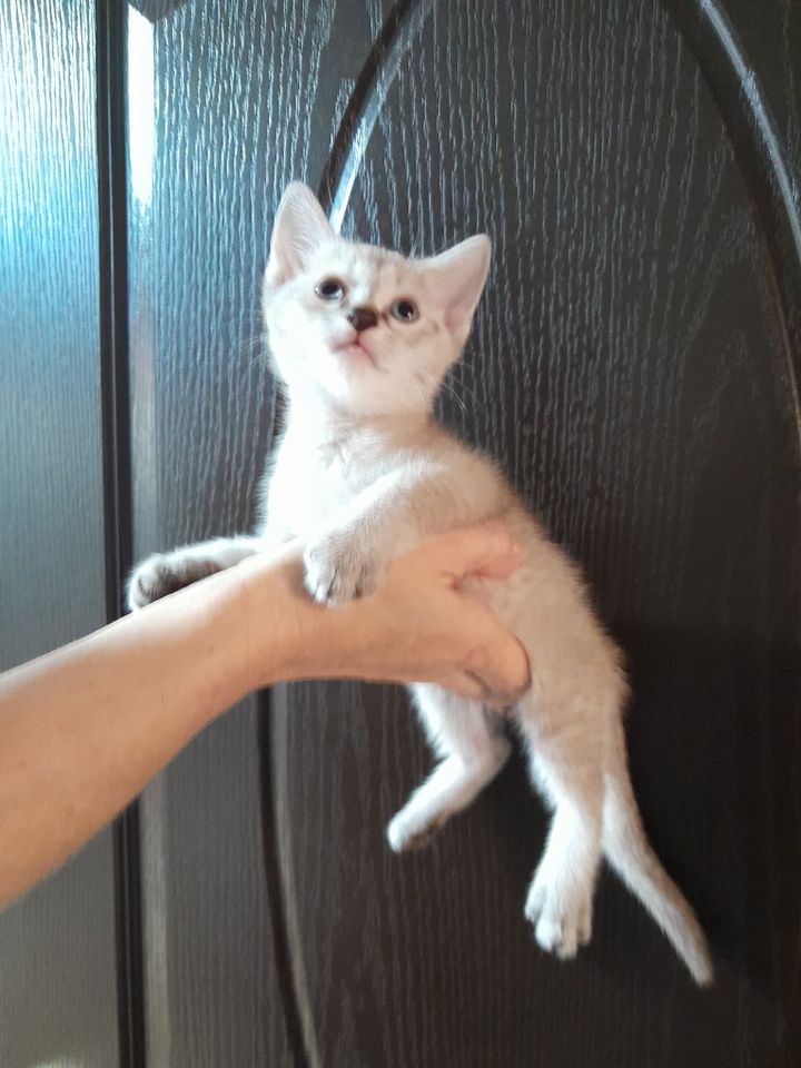 250 000 сум