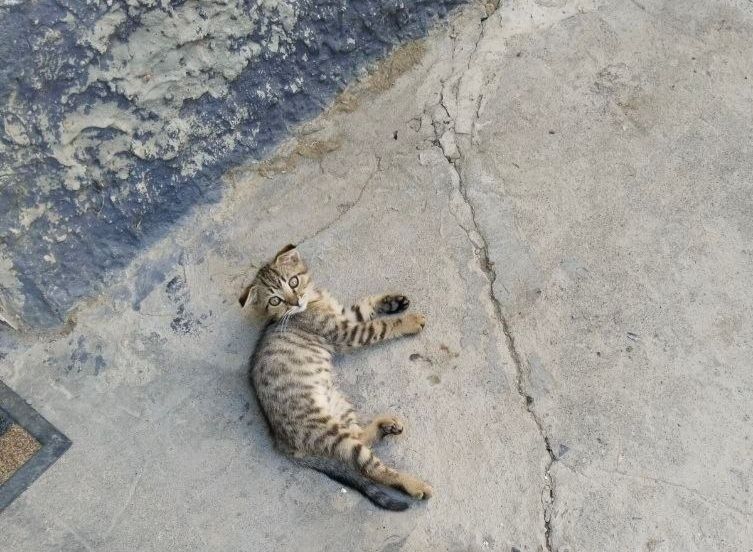 Бесплатно