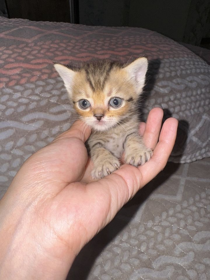 500 000 UZS