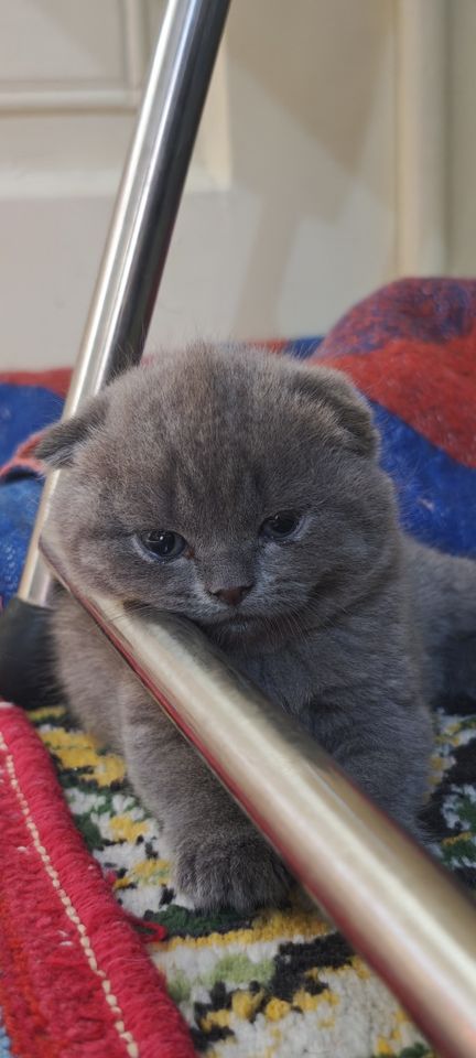 800 000 сум