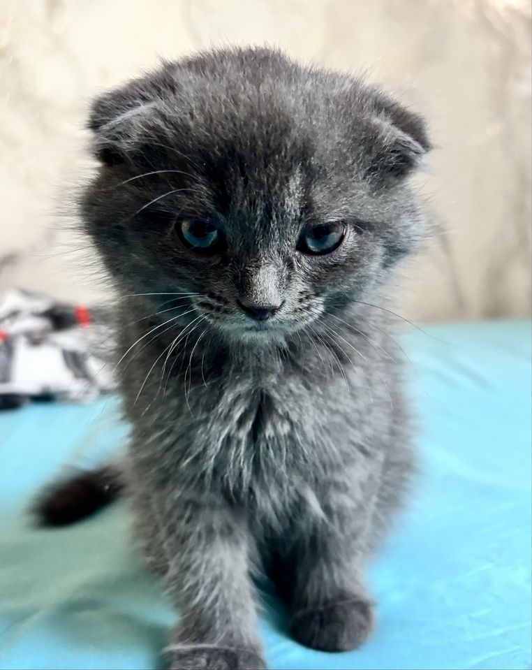 800 000 сум