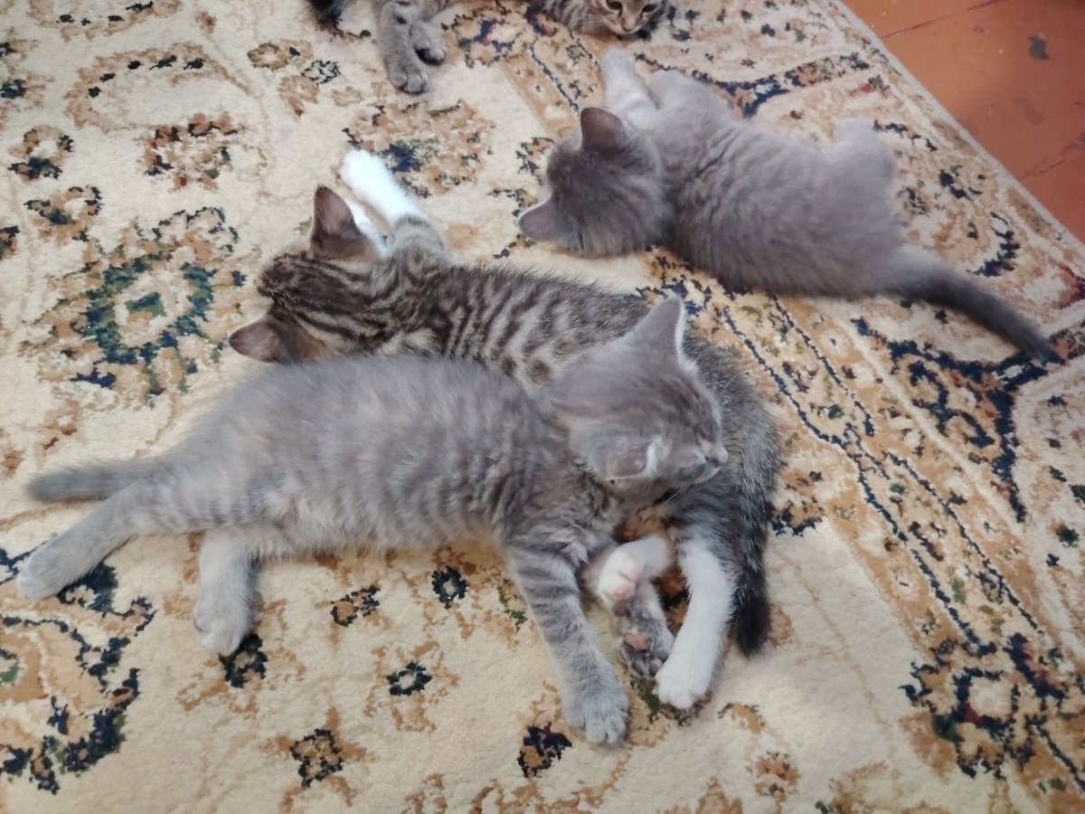 500 000 сум