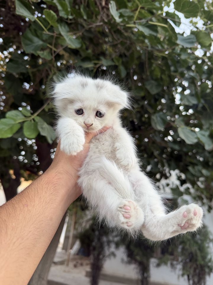 550 000 сум