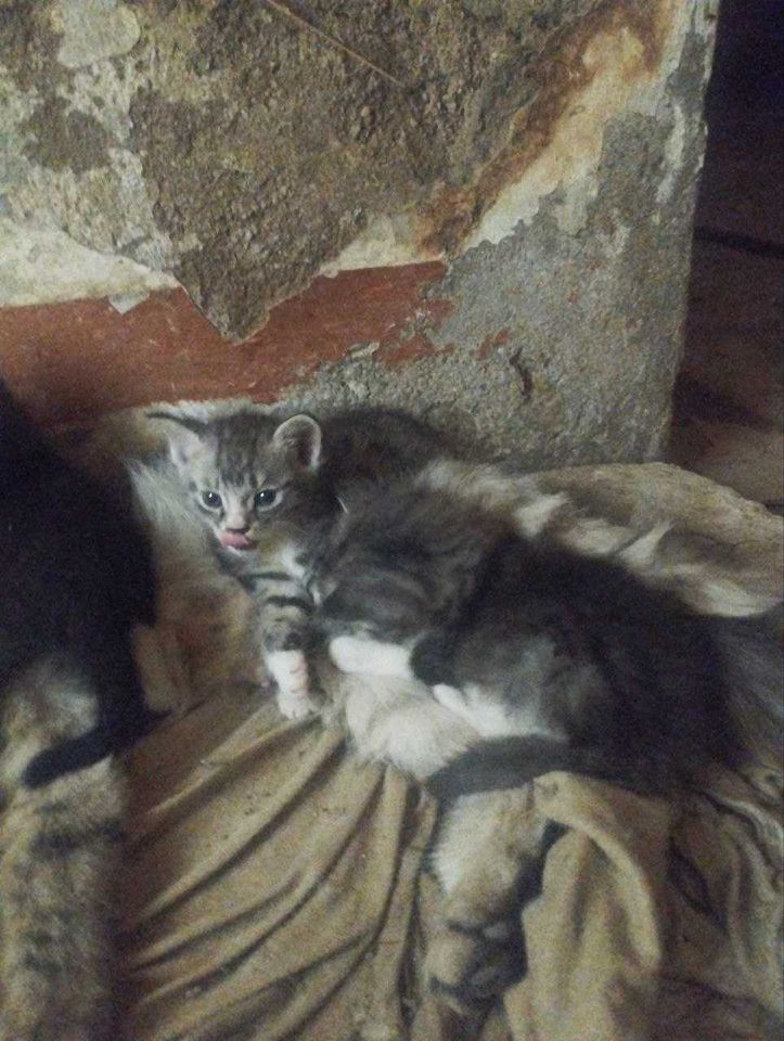 Бесплатно